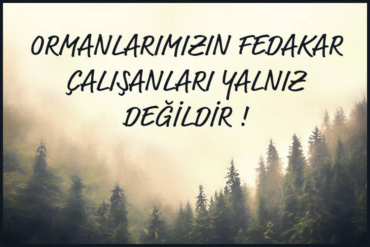 ORMANLARIMIZIN FEDAKAR ÇALIŞANLARI YALNIZ DEĞİLDİR ! 