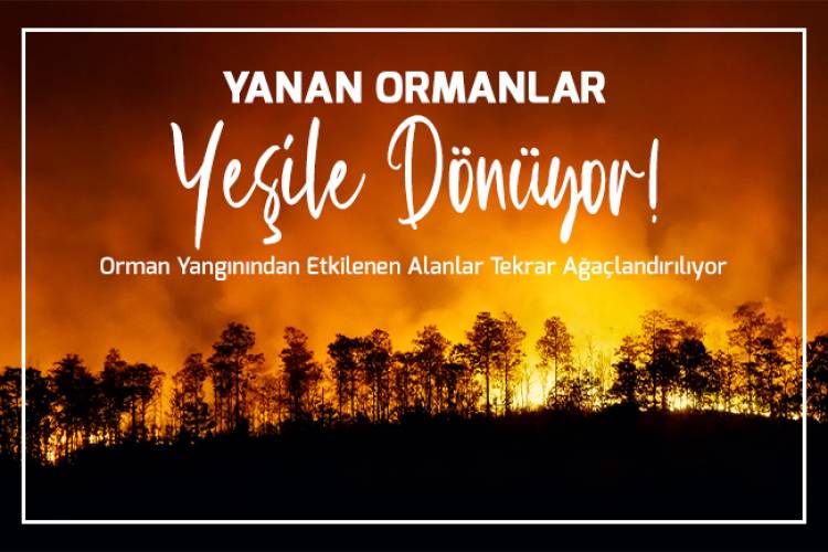 YANAN ORMANLAR YEŞİLE DÖNÜYOR